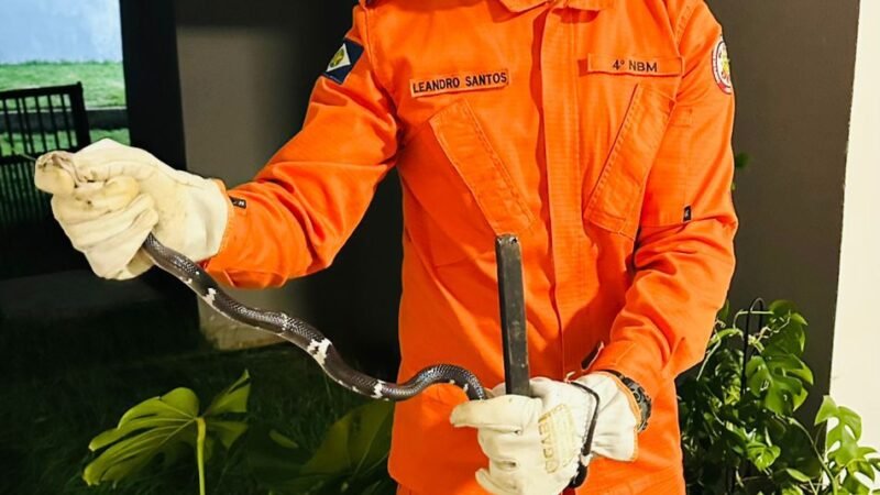 Moradores se assustam com cobra dentro de casa e bombeiros fazem captura
