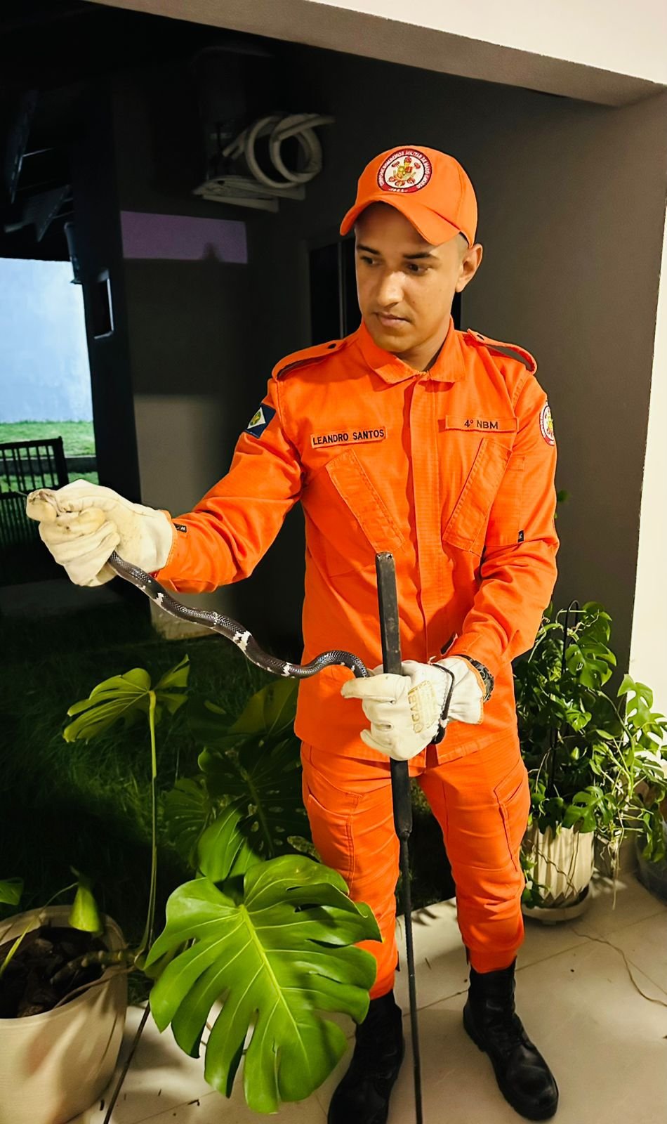 Moradores se assustam com cobra dentro de casa e bombeiros fazem captura