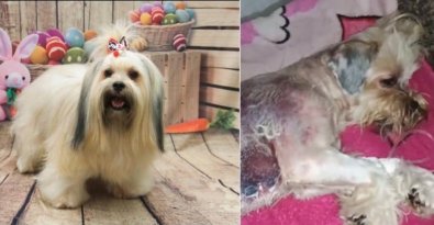 Dona de pet shop clandestino levava animais para atender em casa