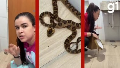 Mulher encontra cobra no banheiro de casa e volta a dormir