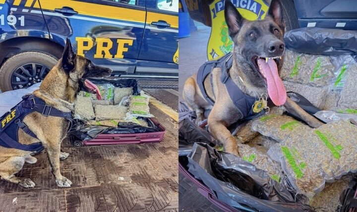 Cão farejador encontra droga escondida em ônibus e passageira acaba detida