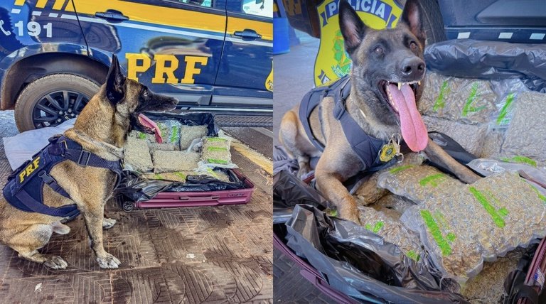 Cão farejador encontra droga escondida em ônibus e passageira acaba detida