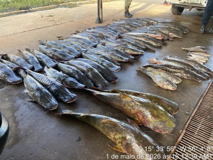 Carga ilegal de peixe é descoberta e motorista acaba preso com quase meia tonelada