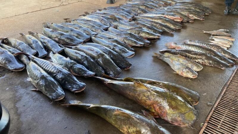 Carga ilegal de peixe é descoberta e motorista acaba preso com quase meia tonelada