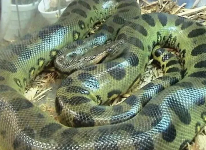 Veja o vídeo de cobra gigante em esgoto que assusta moradores e tentativa arriscada de captura chama atenção