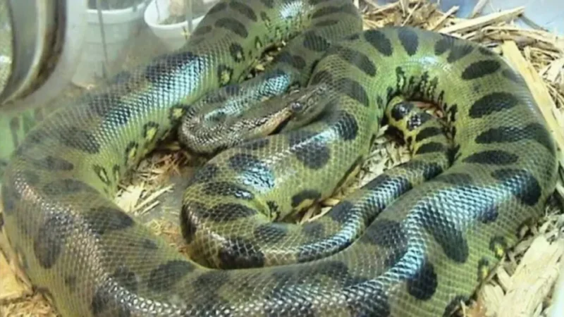 Veja o vídeo de cobra gigante em esgoto que assusta moradores e tentativa arriscada de captura chama atenção