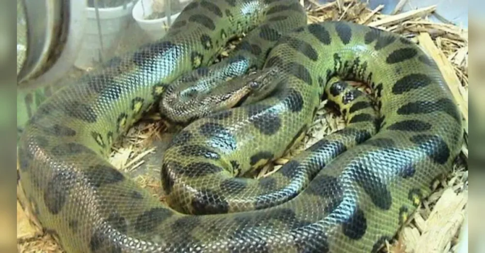 Veja o vídeo de cobra gigante em esgoto que assusta moradores e tentativa arriscada de captura chama atenção