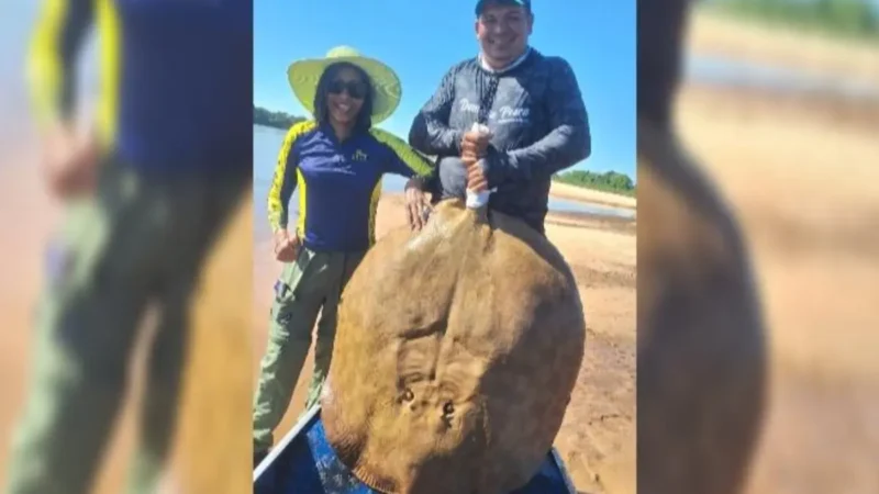 PESO PESADO: Pescadora leva susto ao fisgar arraia de 50 kg em rio e reação viraliza (Vídeo)