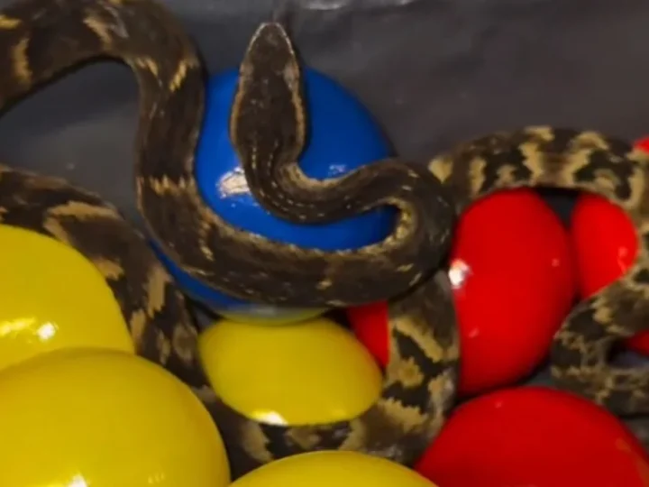Funcionário encontra cobra venenosa escondida em piscina infantil e cena impressiona (Vídeo)