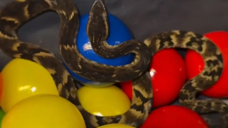 Funcionário encontra cobra venenosa escondida em piscina infantil e cena impressiona (Vídeo)