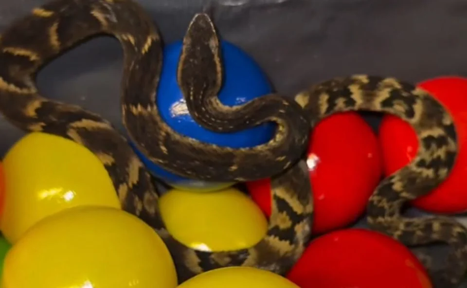 Funcionário encontra cobra venenosa escondida em piscina infantil e cena impressiona (Vídeo)