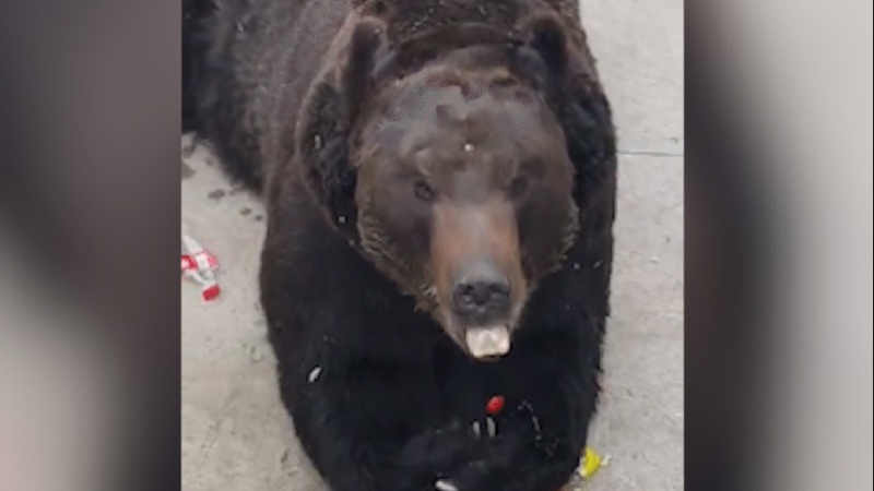 Urso surpreende turistas ao abrir garrafa de refrigerante sozinho em parque (Vídeo)