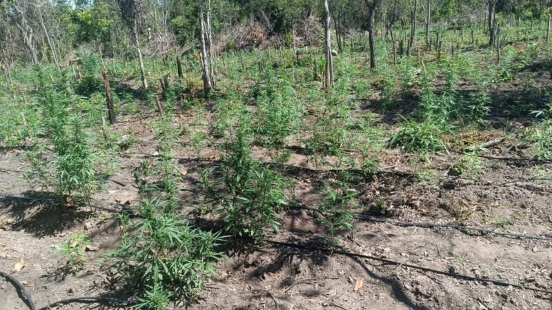 PM desmonta invasão de terra e encontra plantação com 5 mil pés de maconha
