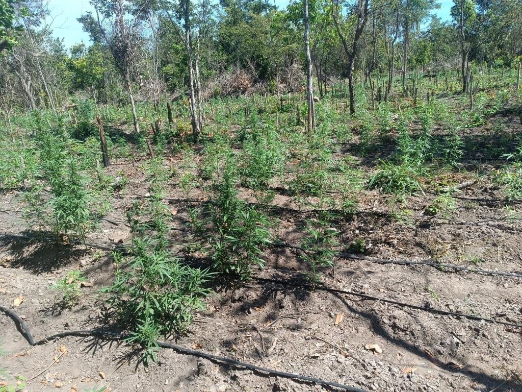 PM desmonta invasão de terra e encontra plantação com 5 mil pés de maconha
