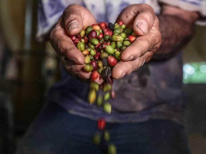 Governo de Mato Grosso lança 1º Concurso de Qualidade do Café