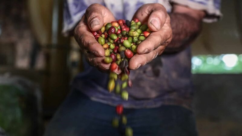 Governo de Mato Grosso lança 1º Concurso de Qualidade do Café
