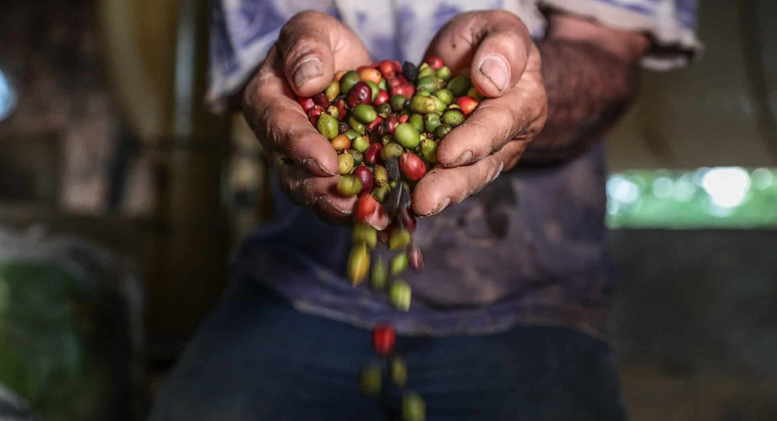 Governo de Mato Grosso lança 1º Concurso de Qualidade do Café