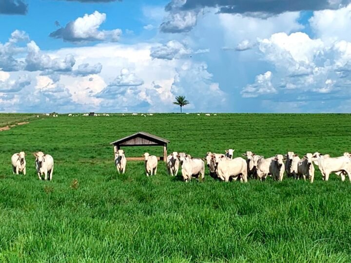 Preço do boi gordo sobe em Mato Grosso e da vaca também melhora