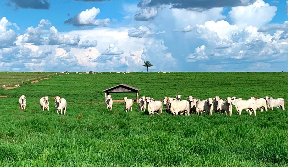 Preço do boi gordo sobe em Mato Grosso e da vaca também melhora