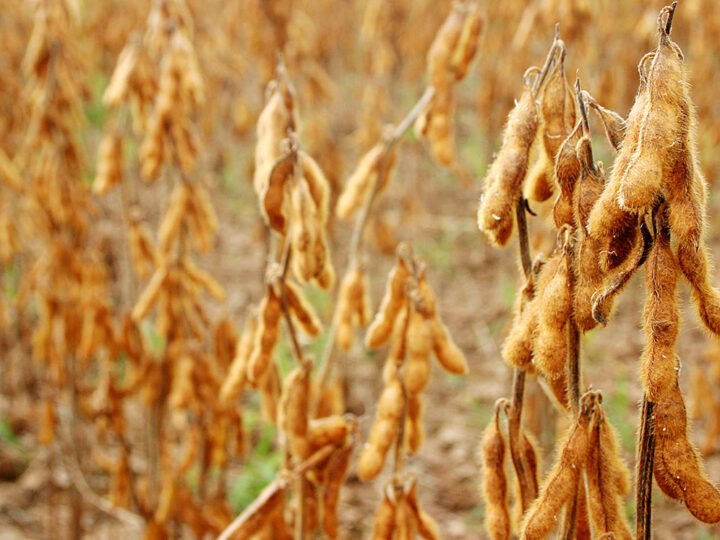 Analistas indicam cenário de cautela no mercado da soja em Mato Grosso