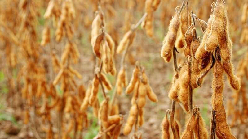 Analistas indicam cenário de cautela no mercado da soja em Mato Grosso