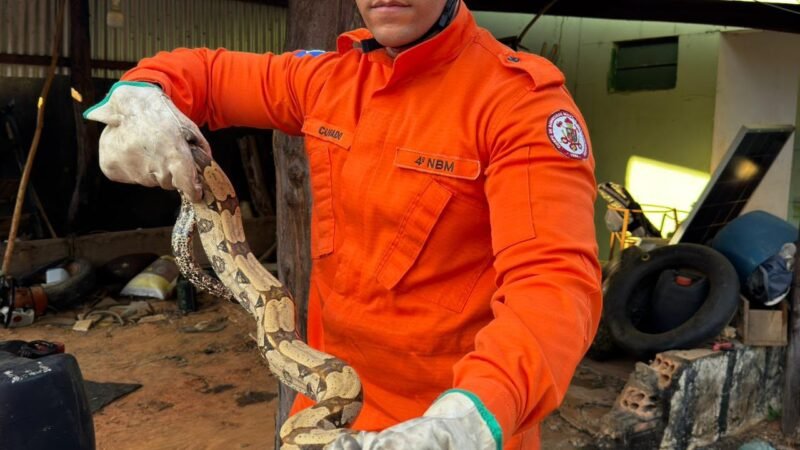 Jiboia de 1,5 metro é encontrada em residência e mobiliza bombeiros em Guarantã do Norte