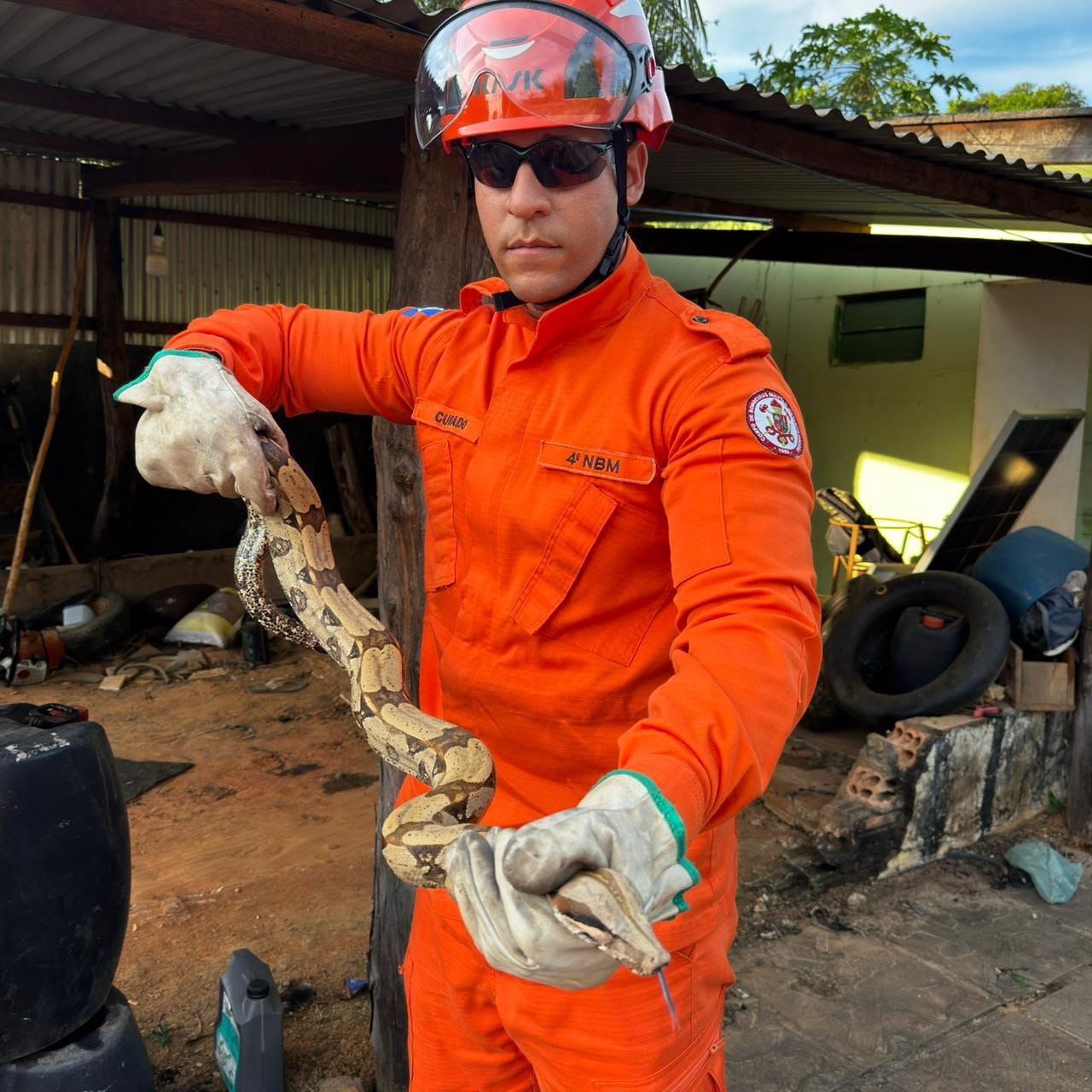 Jiboia de 1,5 metro é encontrada em residência e mobiliza bombeiros em Guarantã do Norte