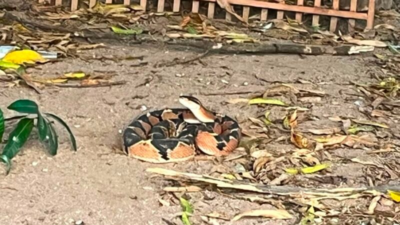 Cobra peçonhenta de quase dois metros é capturada em chácara e devolvida à natureza em Guarantã do Norte (Vídeo)