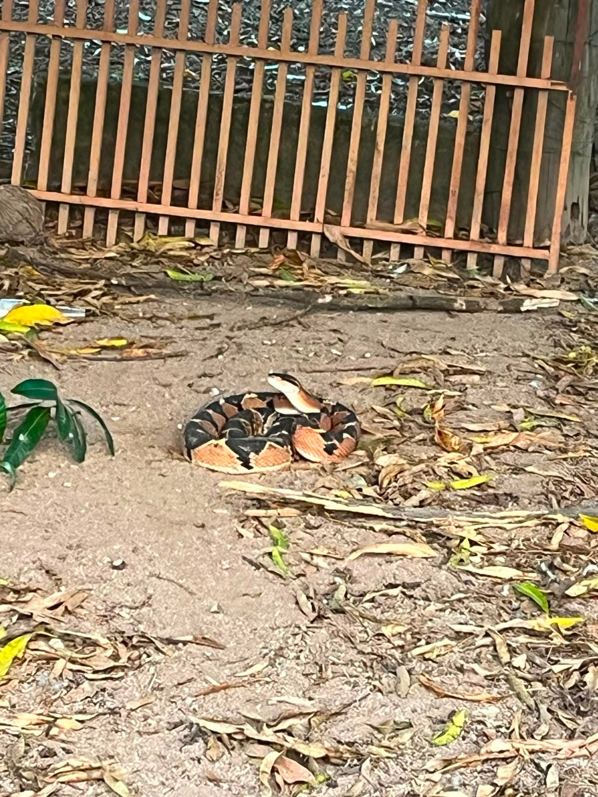 Cobra peçonhenta de quase dois metros é capturada em chácara e devolvida à natureza em Guarantã do Norte (Vídeo)