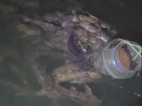 Explosão populacional do peixe abotoado preocupa pescadores no Norte de Mato Grosso