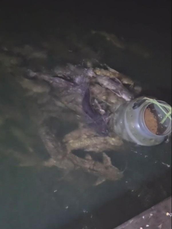 Explosão populacional do peixe abotoado preocupa pescadores no Norte de Mato Grosso