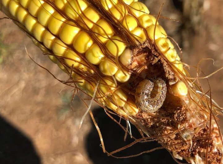 Pesquisa da Unemat em Alta Floresta desenvolve inseticida natural contra praga que ameaça lavouras