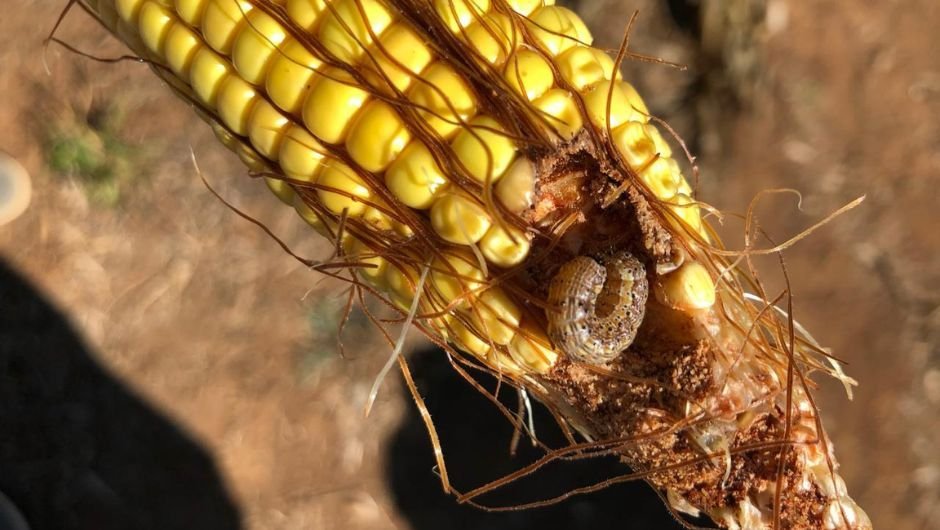 Pesquisa da Unemat em Alta Floresta desenvolve inseticida natural contra praga que ameaça lavouras
