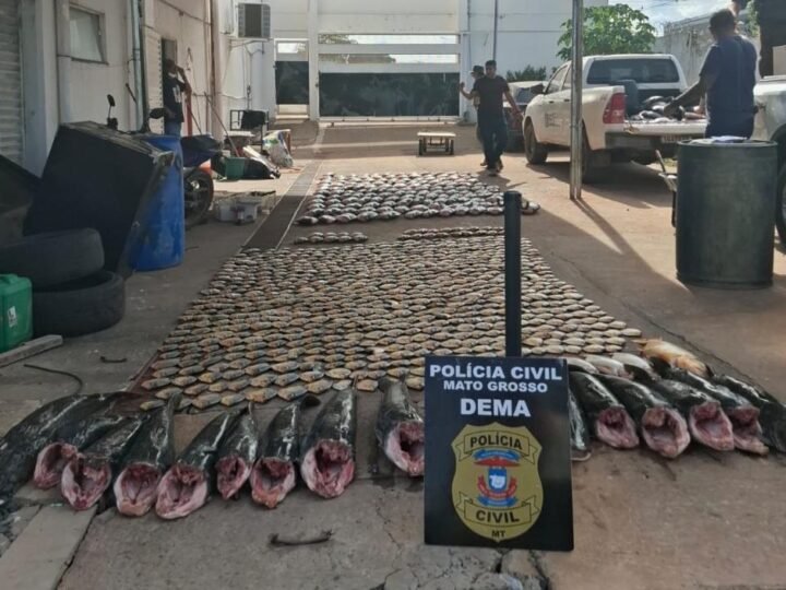 Esquema de pesca ilegal é desmontado com apreensão de mais de 900 quilos de peixes
