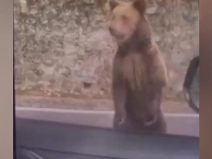 Turista tenta alimentar ursa pela janela do carro e acaba atacado em estrada famosa (Vídeo)