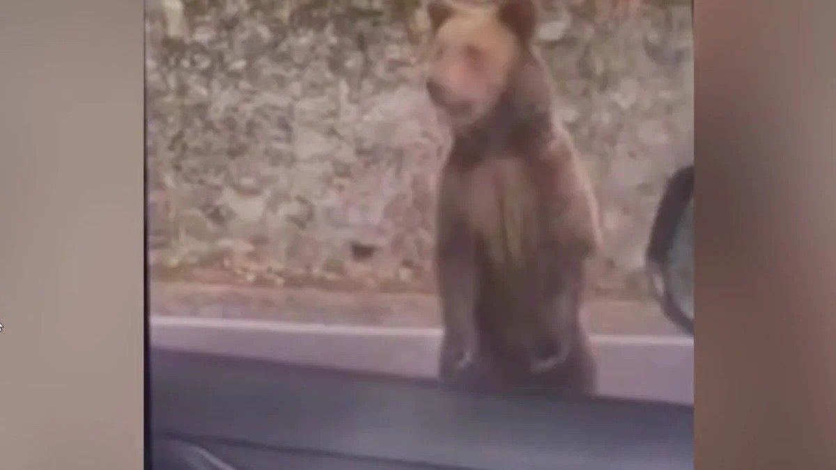Turista tenta alimentar ursa pela janela do carro e acaba atacado em estrada famosa (Vídeo)