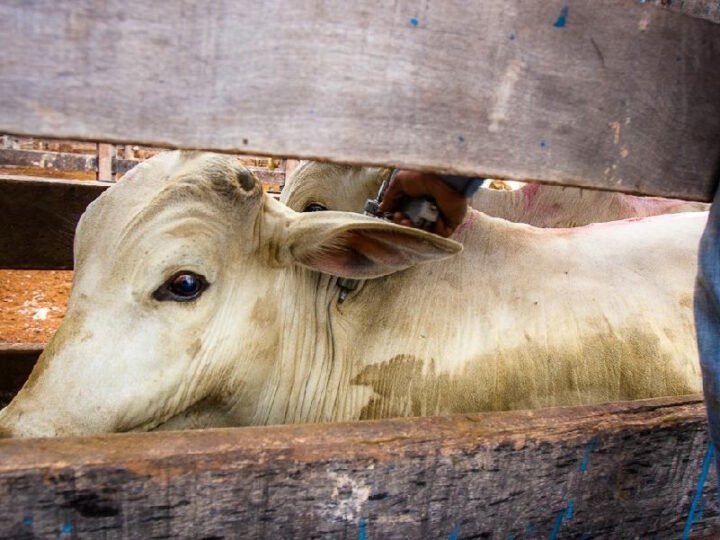 Pecuaristas têm até terça-feira para vacinar bezerras contra brucelose em Mato Grosso