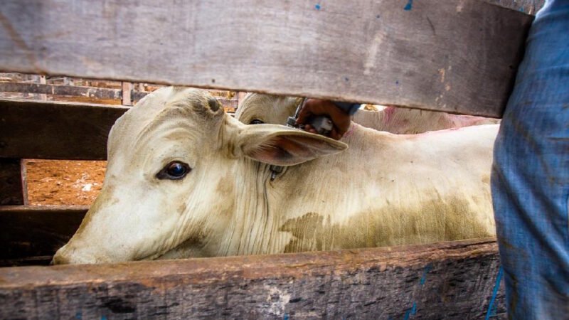 Pecuaristas têm até terça-feira para vacinar bezerras contra brucelose em Mato Grosso