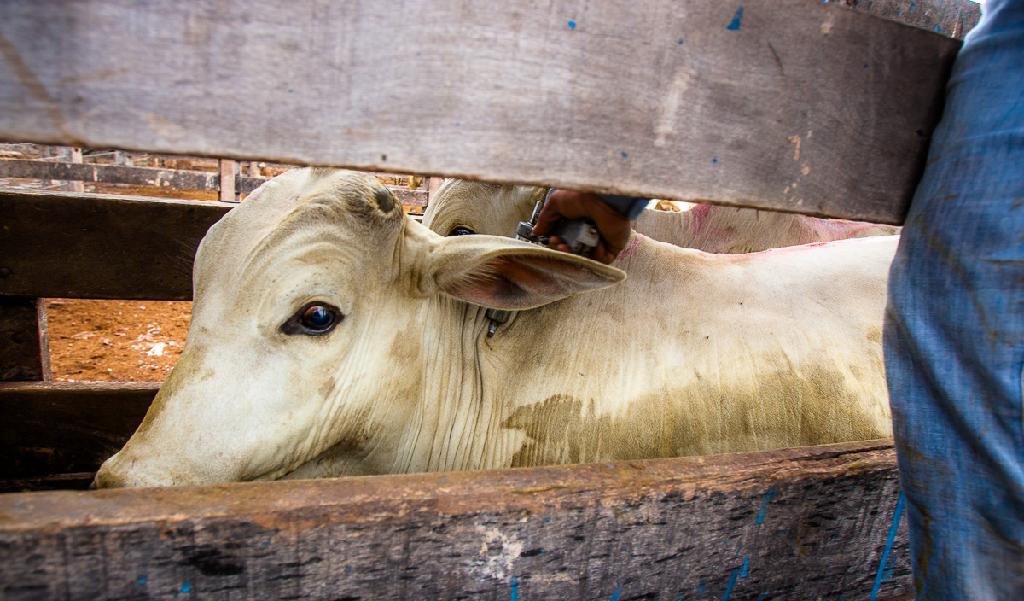 Pecuaristas têm até terça-feira para vacinar bezerras contra brucelose em Mato Grosso