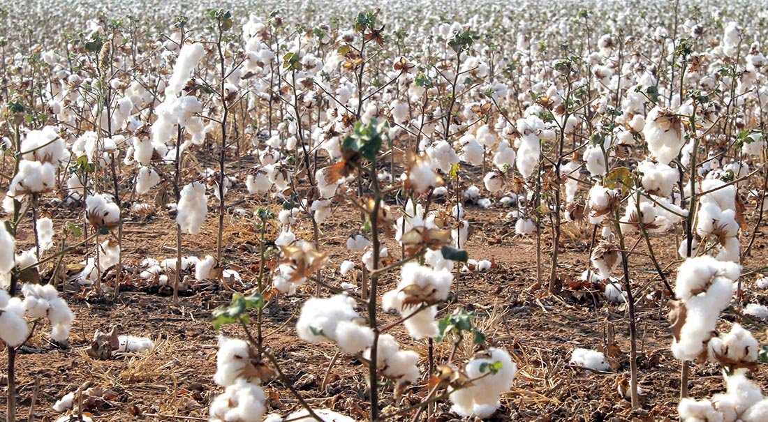 Área cultivada de algodão em Mato Grosso cai 11% e colheita chega a 4%