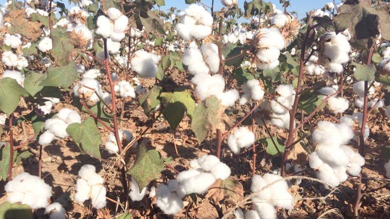Colheita de algodão atrasa em Mato Grosso; preço da pluma baixa