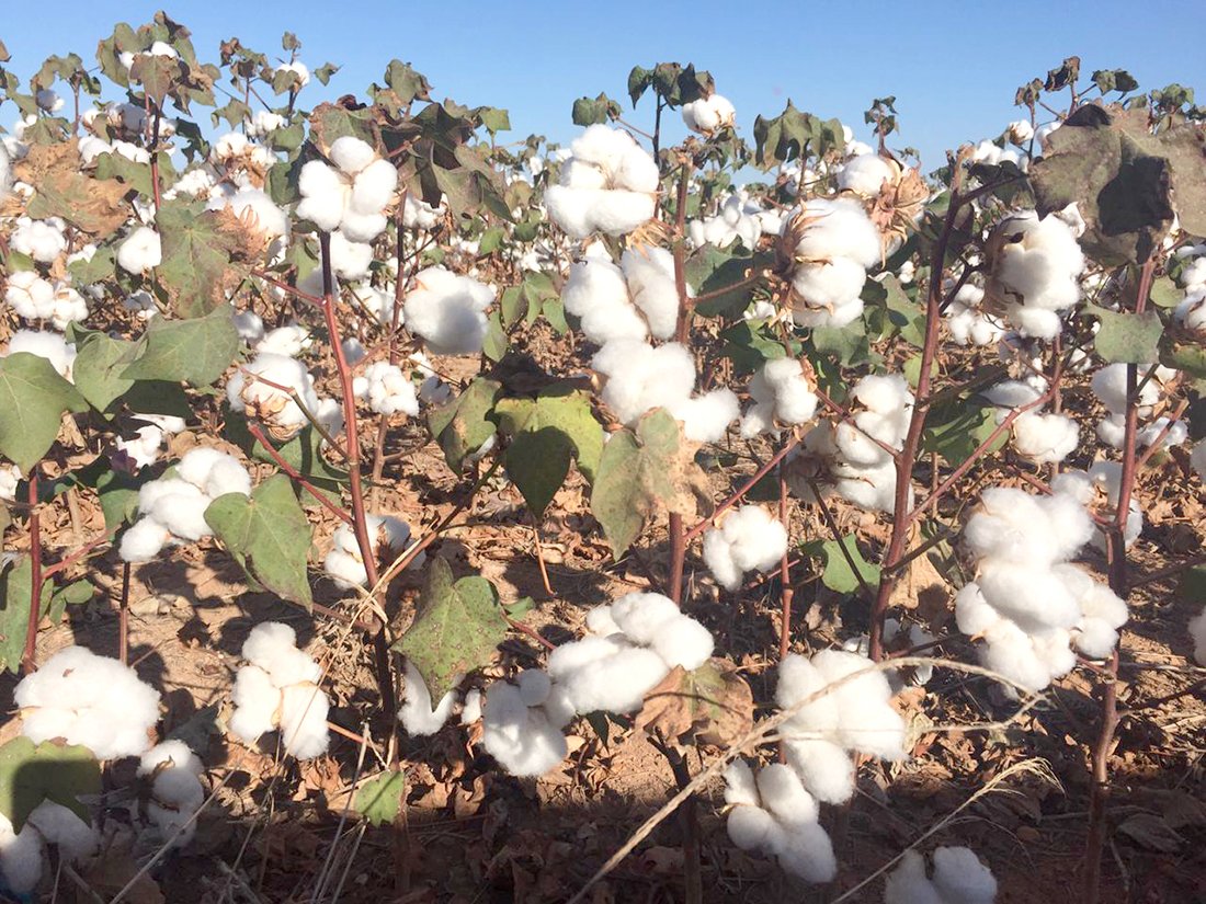 Colheita de algodão atrasa em Mato Grosso; preço da pluma baixa