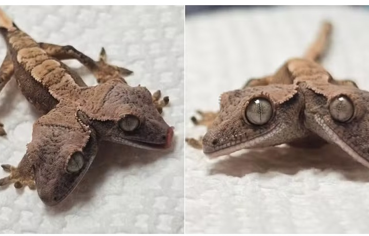 Lagartixa de duas cabeças surpreende especialistas e completa um mês de vida