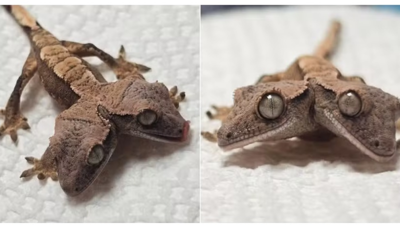 Lagartixa de duas cabeças surpreende especialistas e completa um mês de vida