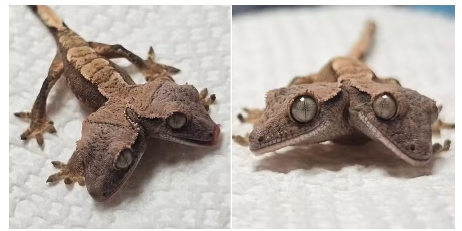 Lagartixa de duas cabeças surpreende especialistas e completa um mês de vida