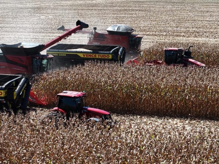Colheita de milho em Mato Grosso chega a 90%; estimativa de recorde