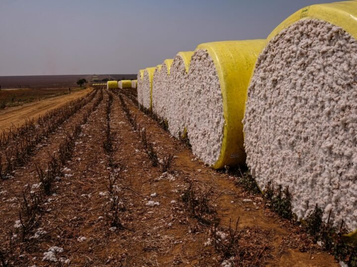 Colheita de algodão ainda não começou em todas as regiões de Mato Grosso