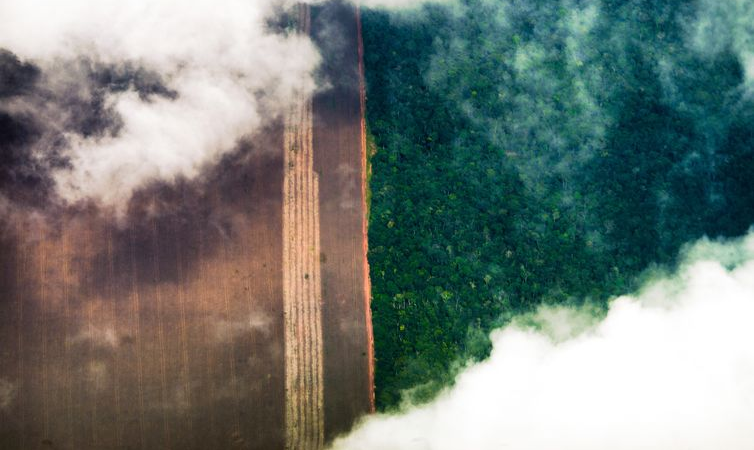 Como o desmatamento da Amazônia ameaça produção de grãos do Paraná