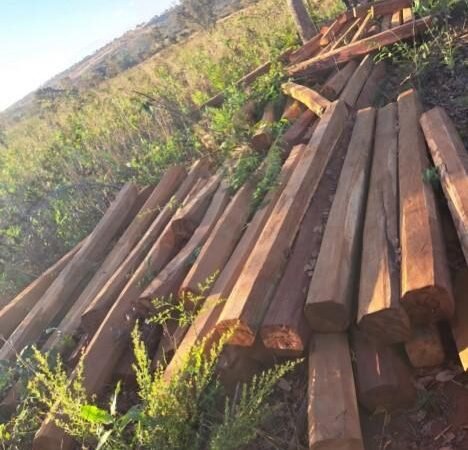 Operação da PM apreende quase 100 peças de madeira e prende dupla por crime ambiental