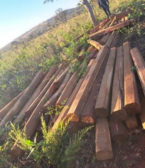 Operação da PM apreende quase 100 peças de madeira e prende dupla por crime ambiental